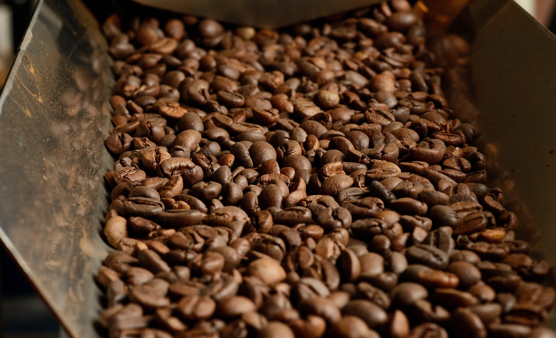 roasted coffee beans on a conveyor belt